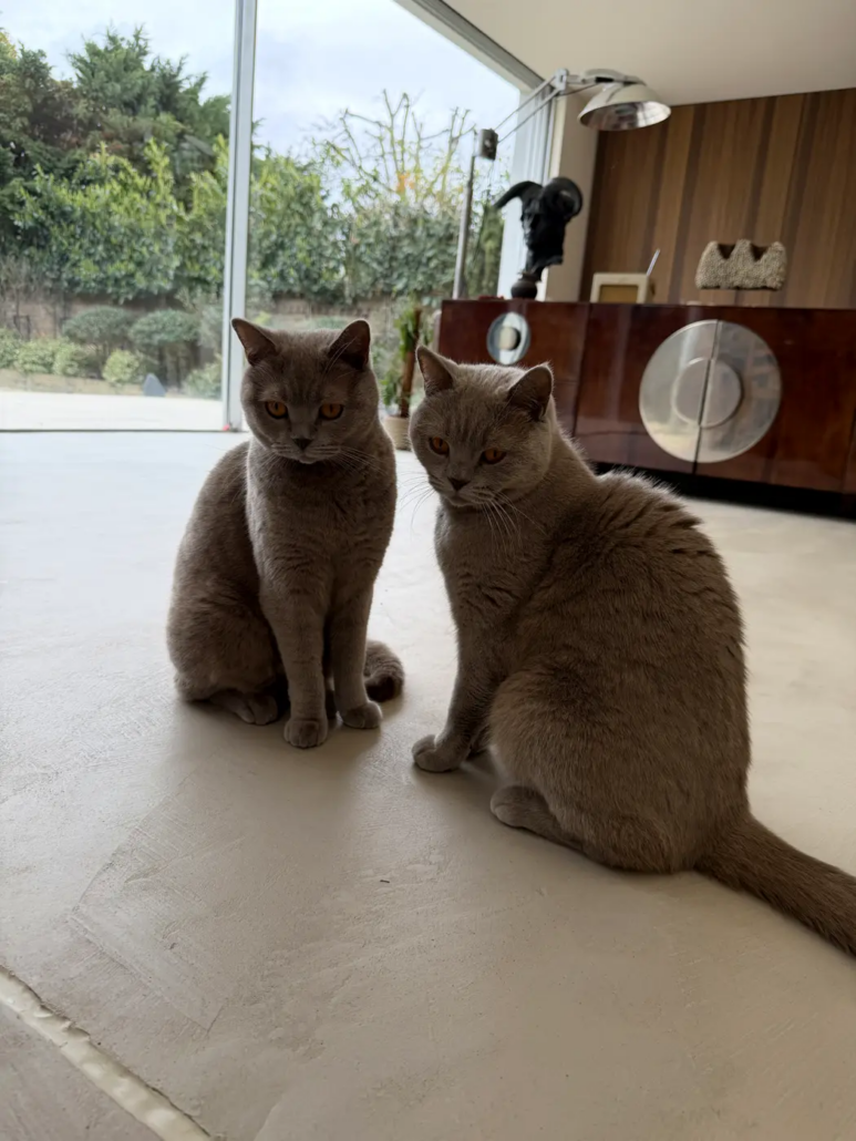 Two cats sitting on a seamless microcement floor, a pet-friendly finish